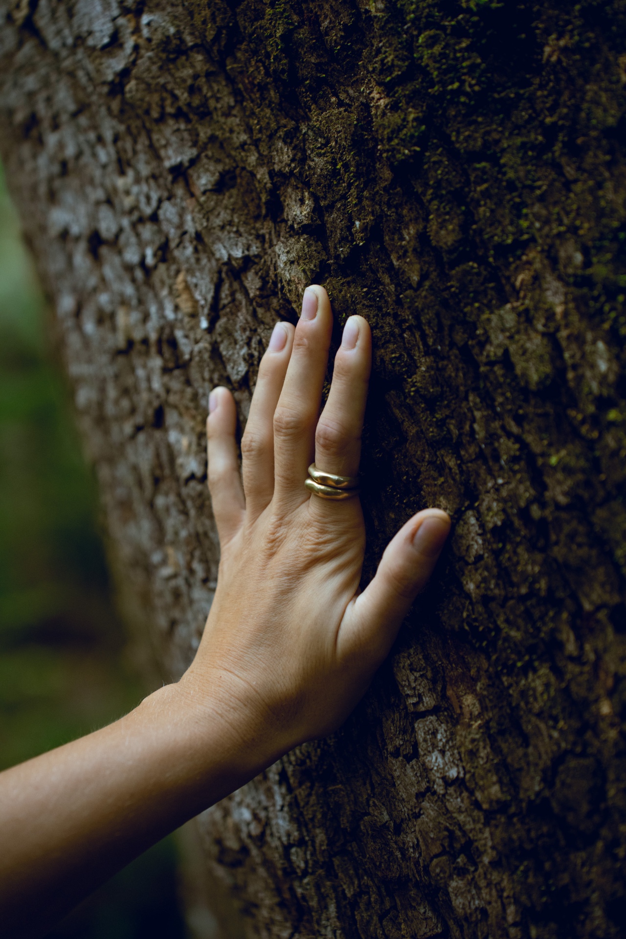 A hand gently resting on the mossy bark of an old tree